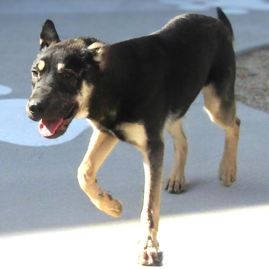 Maddi, a Adoptable Mixed Breed in Las Cruces, NM image 4/6