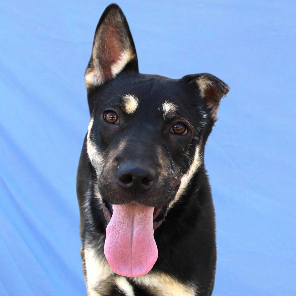 Maddi, a Adoptable Mixed Breed in Las Cruces, NM image 5/6