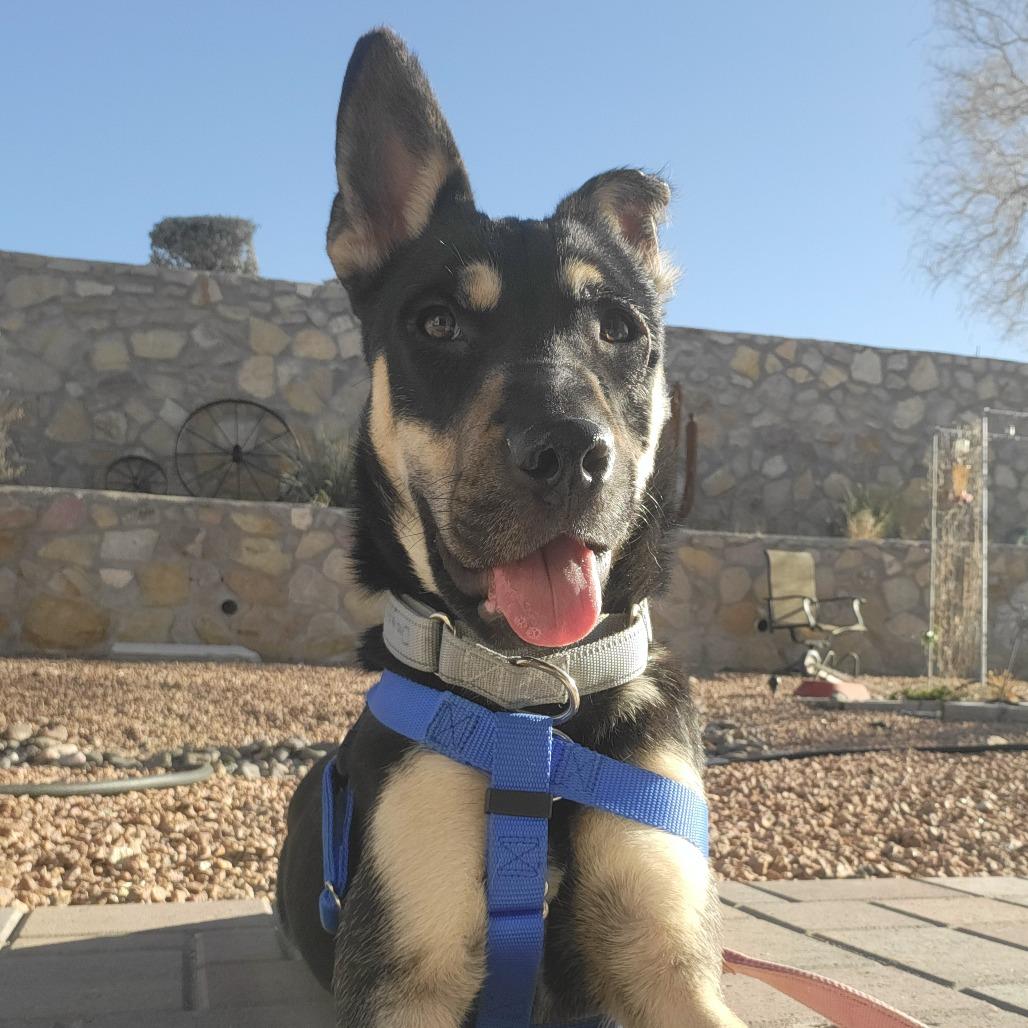 Maddi, a Adoptable Mixed Breed in Las Cruces, NM image 6/6