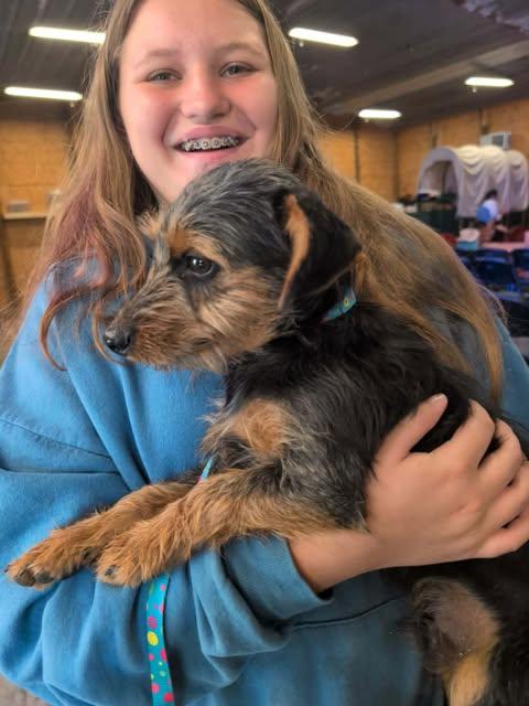 Enlarge Hodges, a Adoptable Mixed Breed in Hopkinton, MA image 1/4