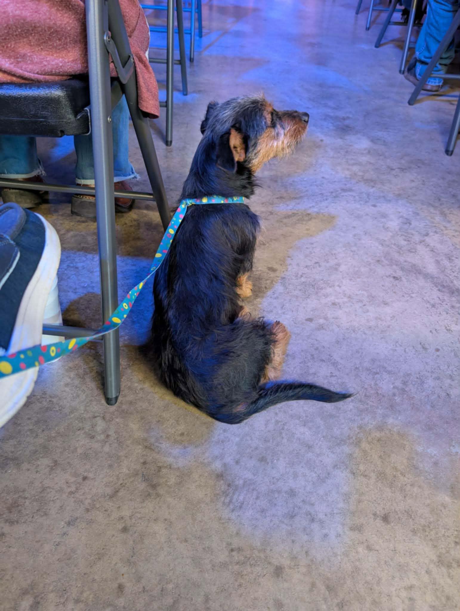 Enlarge Hodges, a Adoptable Mixed Breed in Hopkinton, MA image 4/4