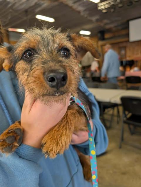 Enlarge Hodges, a Adoptable Mixed Breed in Hopkinton, MA image 2/4