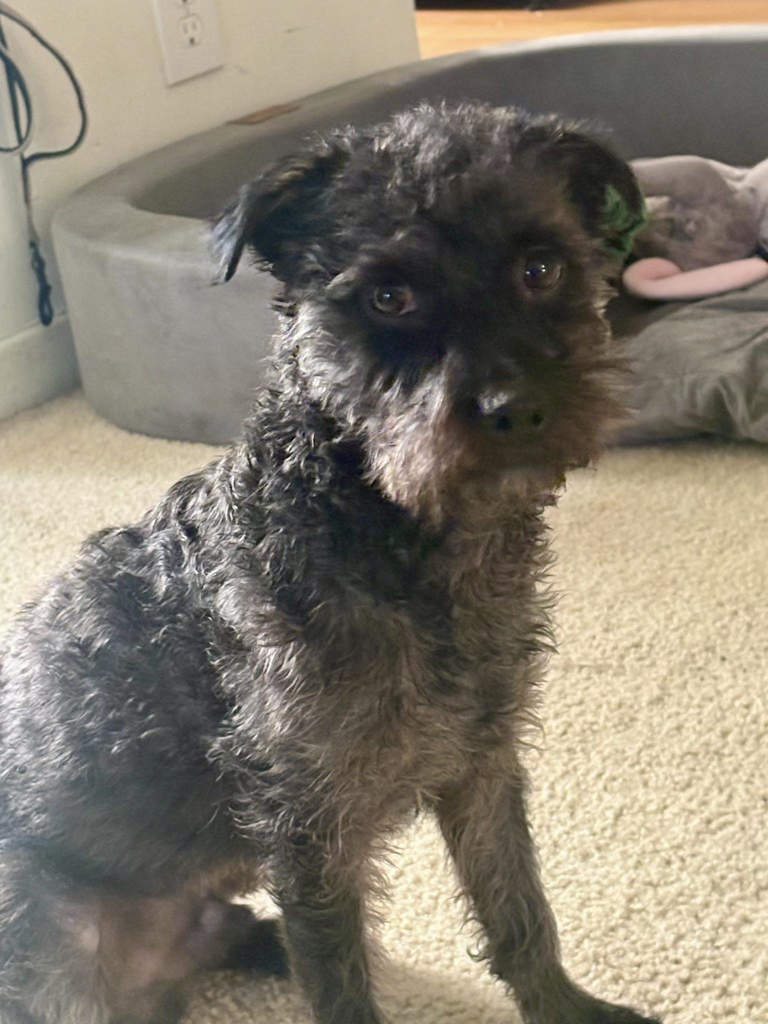 Enlarge Remy, a ADOPTABLE mixed breed in Santa Ana, CA image 4/6