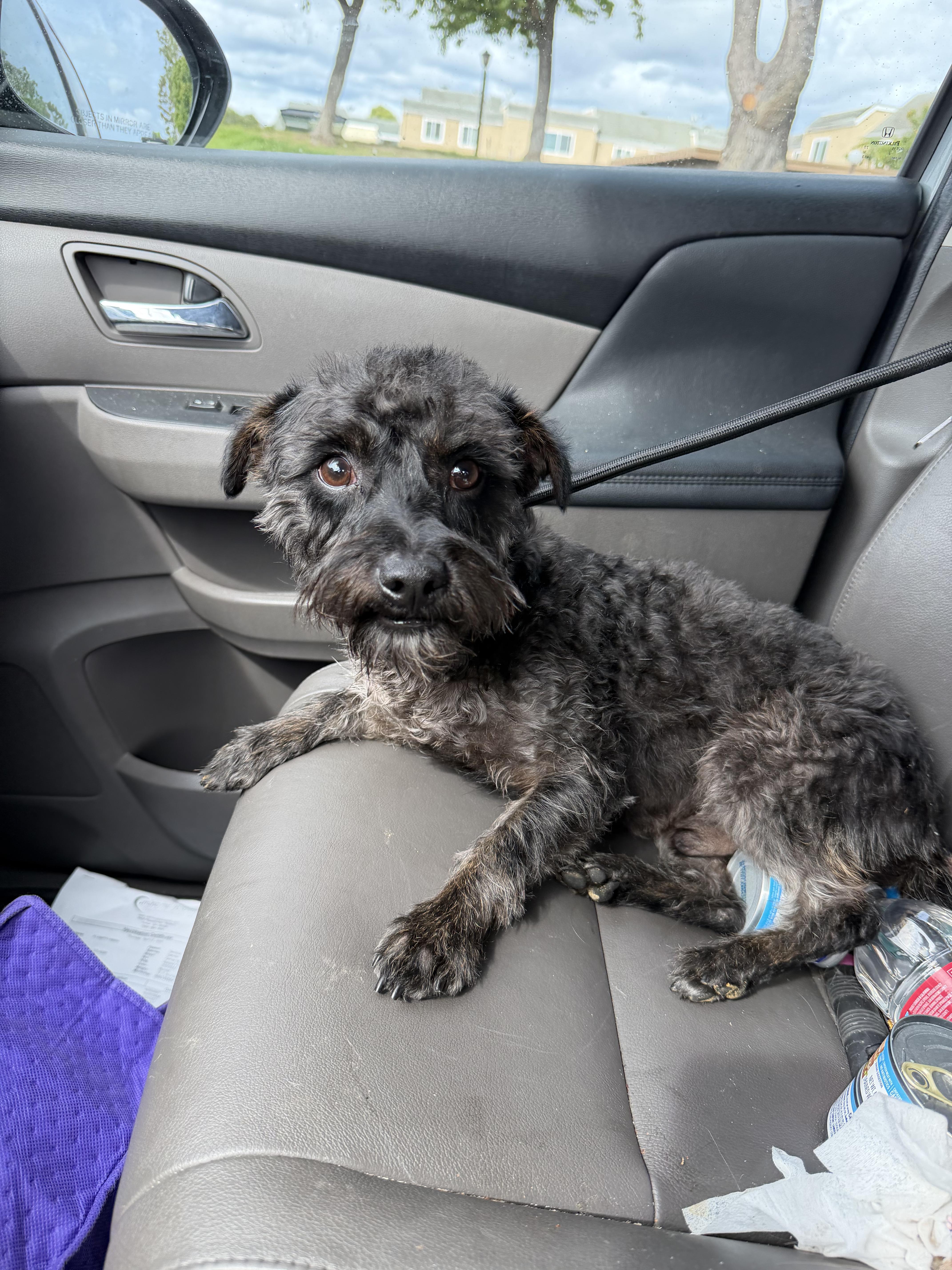 Enlarge Remy, a ADOPTABLE mixed breed in Santa Ana, CA image 2/6