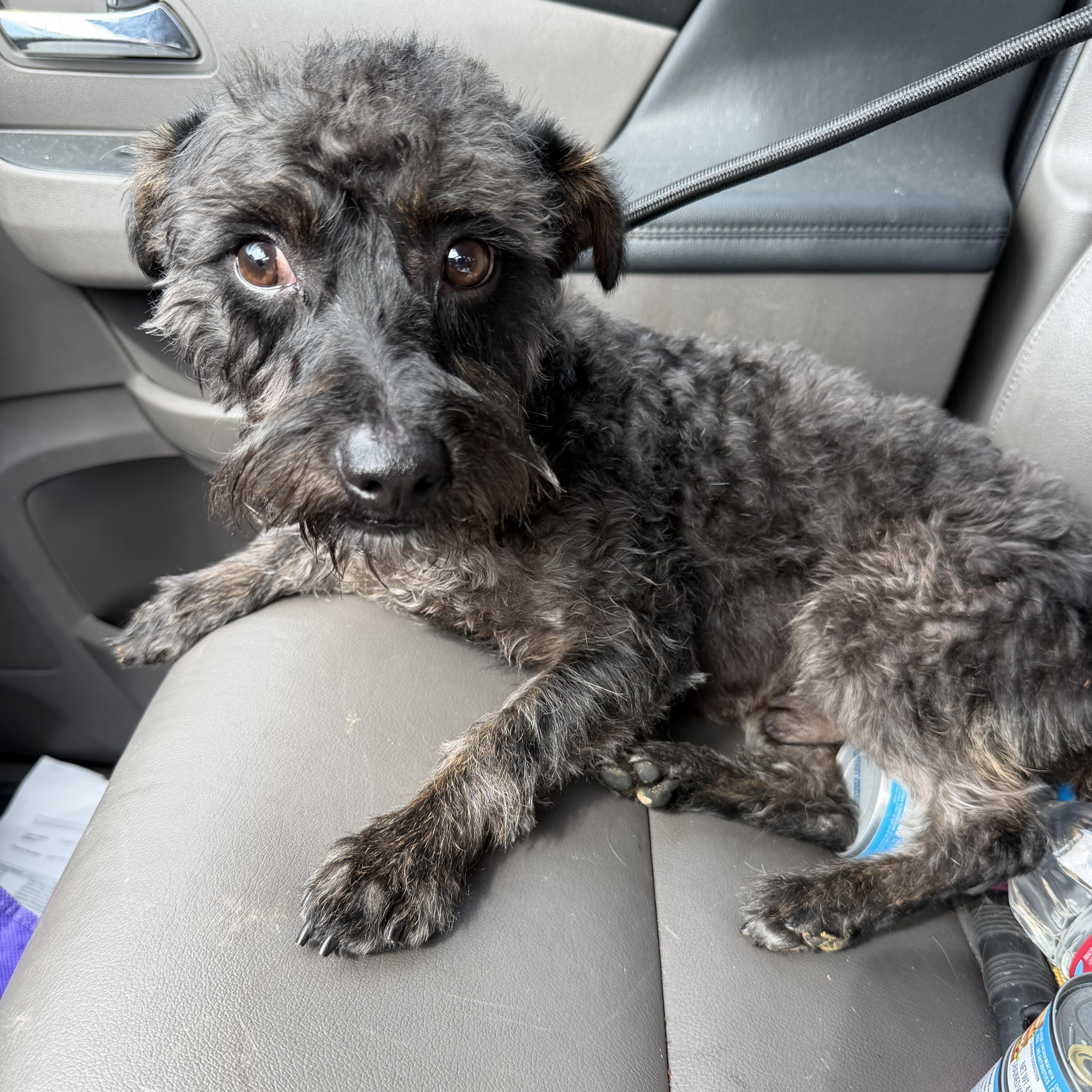 Remy, ADOPTABLE, Young Male Schnoodle.
