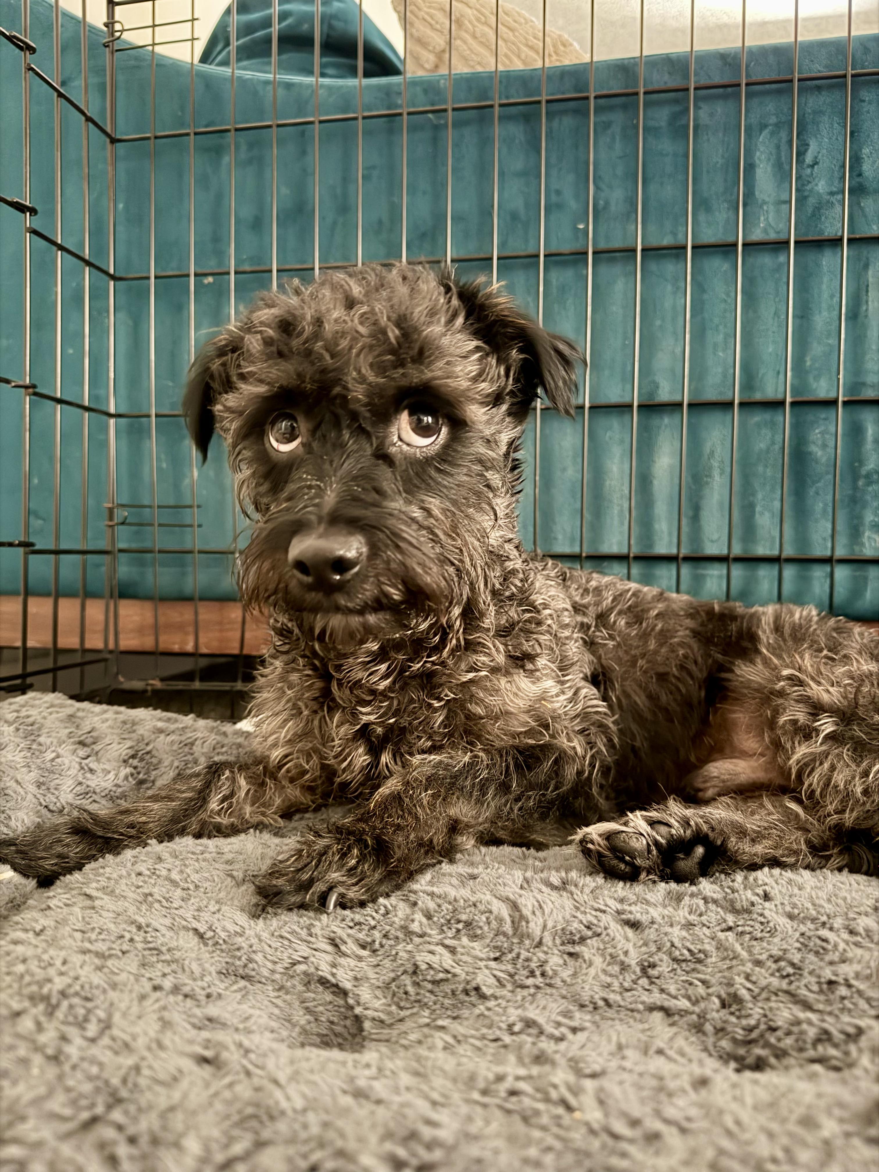 Enlarge Remy, a ADOPTABLE mixed breed in Santa Ana, CA image 6/6