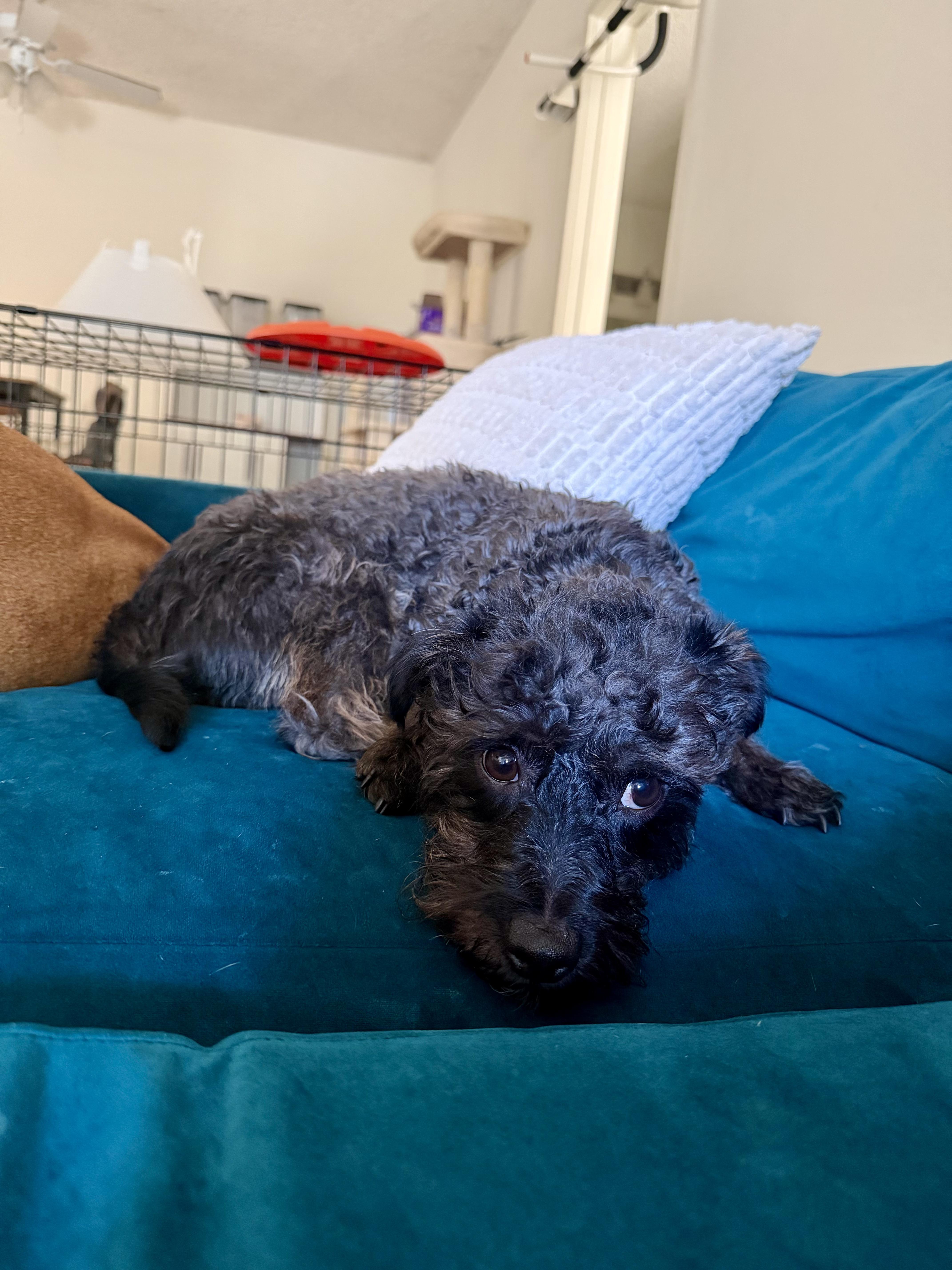Enlarge Remy, a ADOPTABLE mixed breed in Santa Ana, CA image 5/6