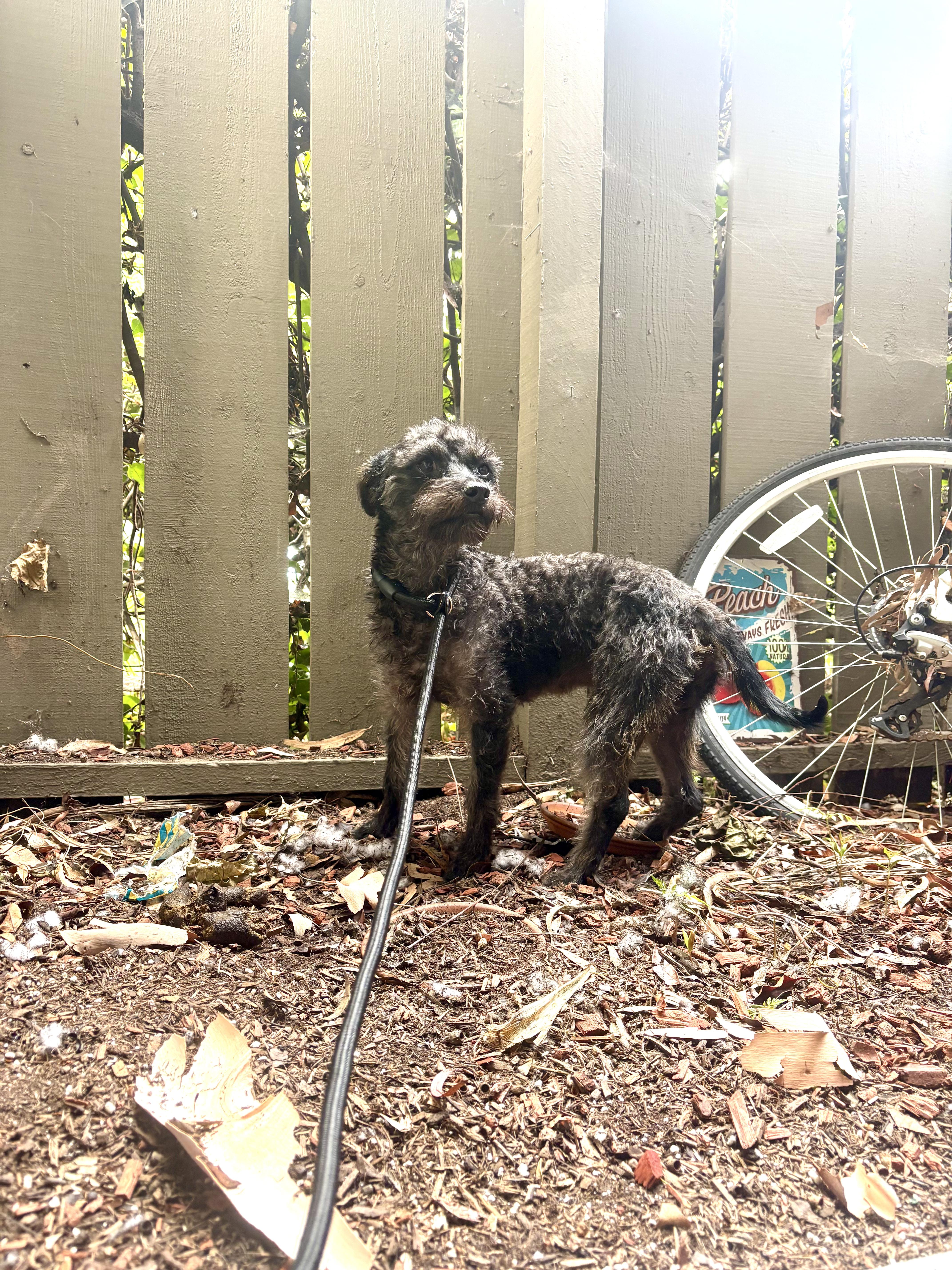Enlarge Remy, a ADOPTABLE mixed breed in Santa Ana, CA image 3/6
