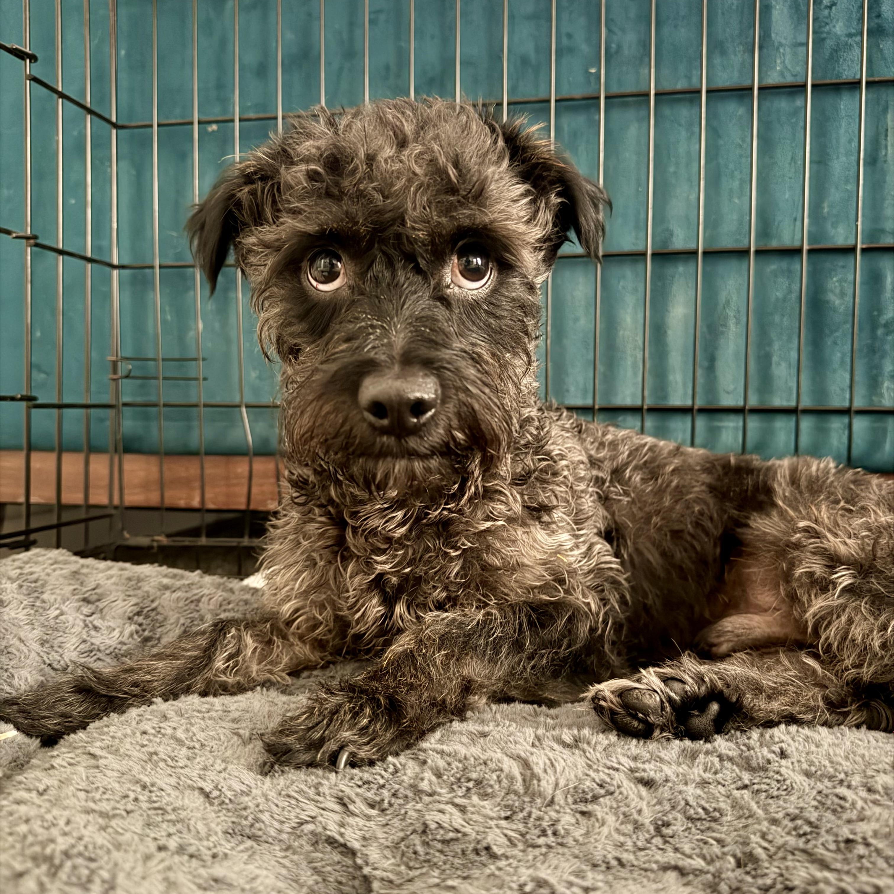 Remy, ADOPTABLE, Young Male Schnoodle.