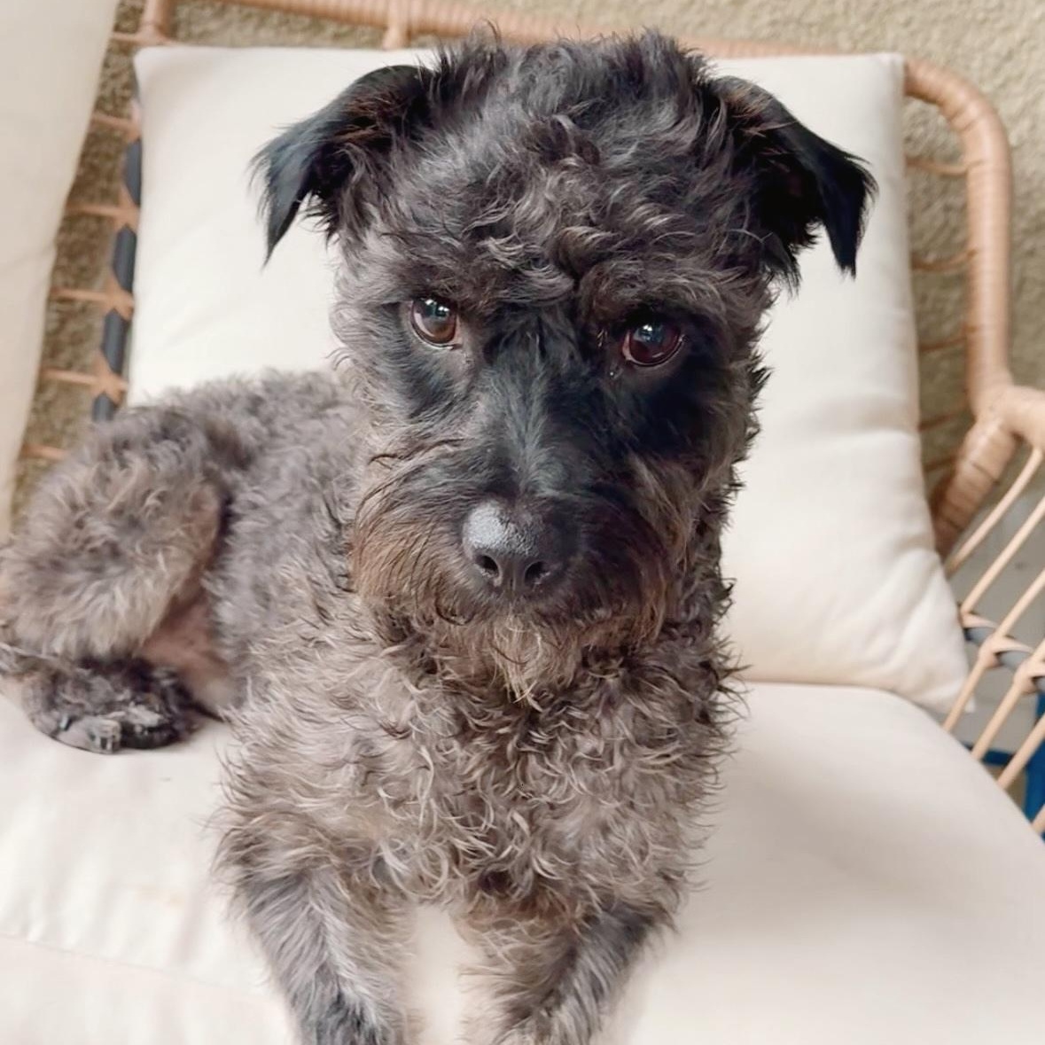 Enlarge Remy, a ADOPTABLE mixed breed in Santa Ana, CA image 2/6