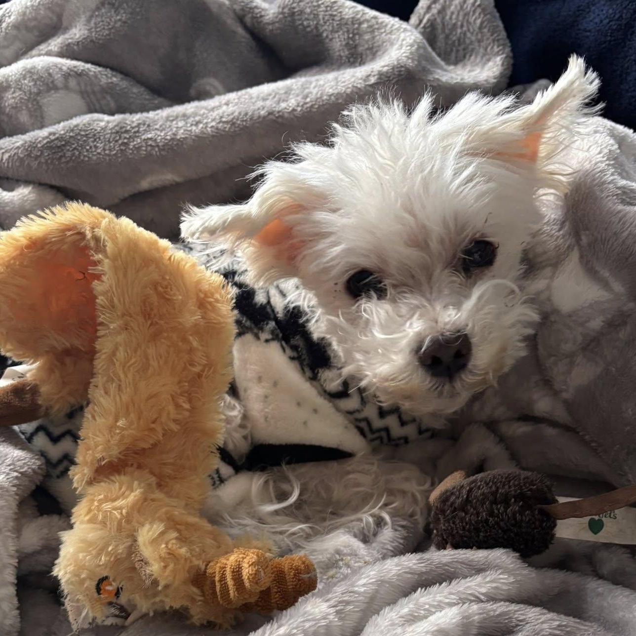 Enlarge Khloe, an adopted Maltese in Rockville, MD image 4/6