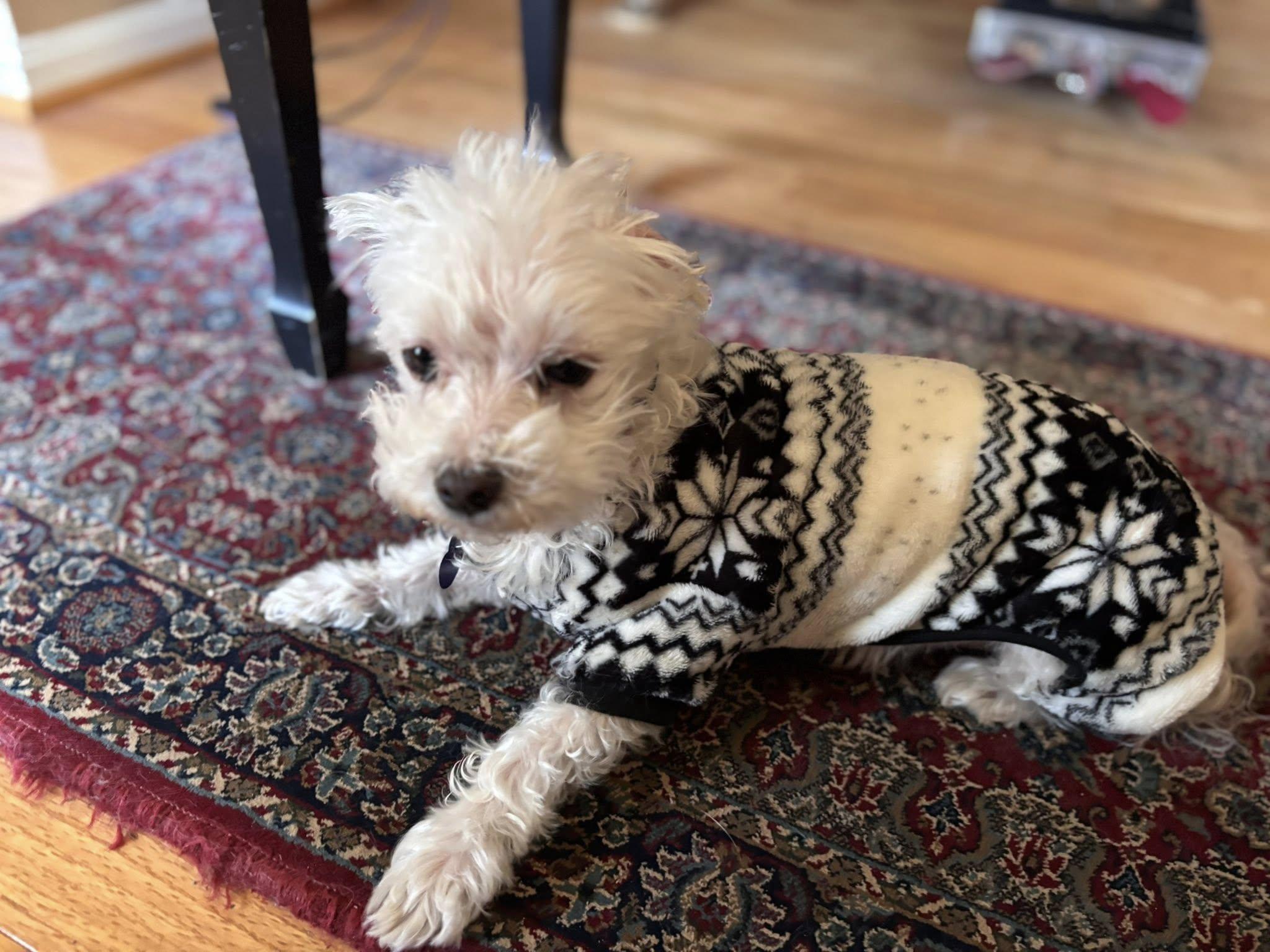 Enlarge Khloe, an adopted Maltese in Rockville, MD image 3/6