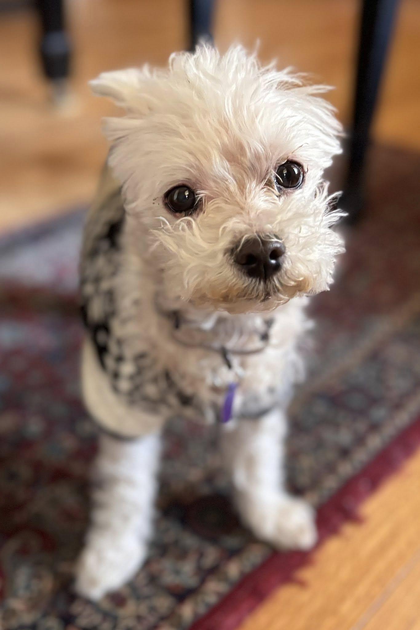 Enlarge Khloe, an adopted Maltese in Rockville, MD image 2/6