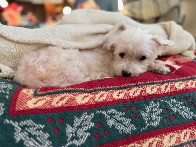 Enlarge Khloe, an adopted Maltese in Rockville, MD image 6/6