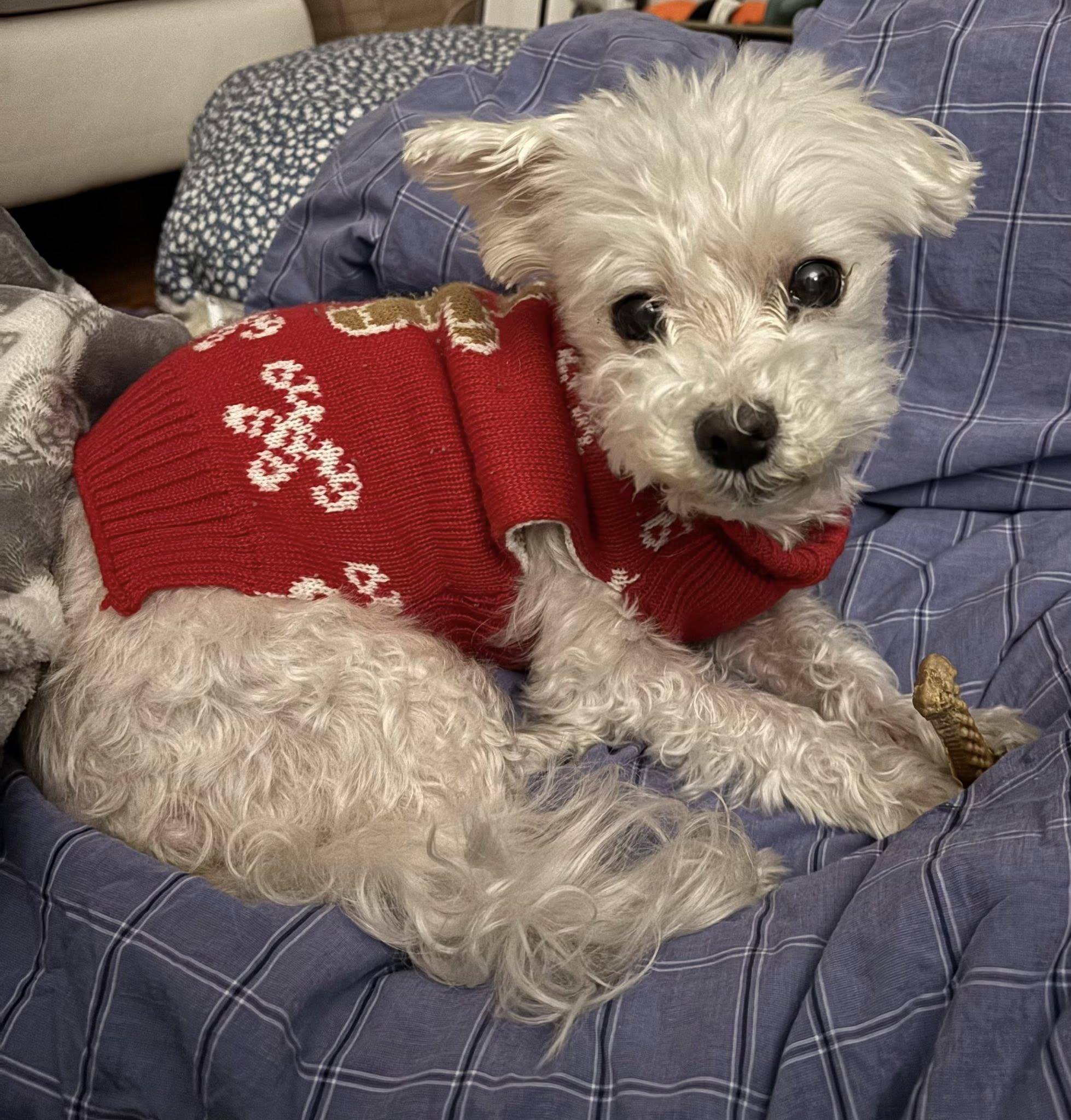 Khloe, adopted, Senior Female Maltese.