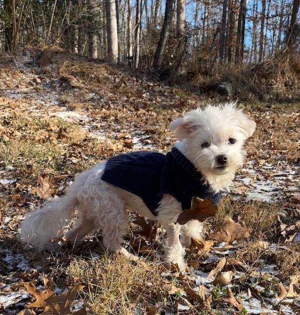 Enlarge Khloe, an adopted Maltese in Rockville, MD image 5/6