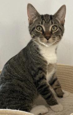 Sugar & Spice, Adoptable, Kitten Female Domestic Short Hair.