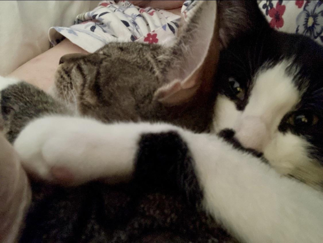 Sugar & Spice, a Adoptable Domestic Short Hair in Andover, CT image 2/3