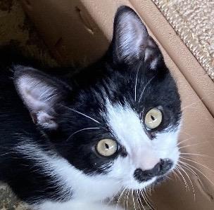 Sugar & Spice, a Adoptable Domestic Short Hair in Andover, CT image 3/3