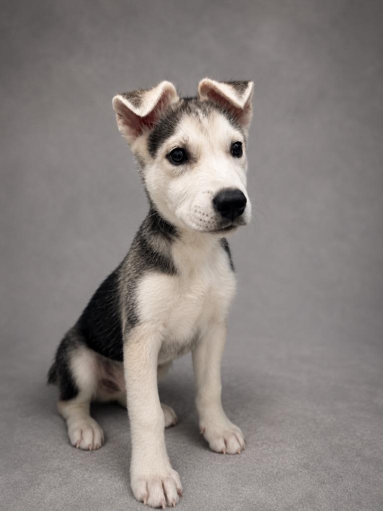 Enlarge Tater Tot, a Adopted mixed breed in Hardeeville, SC image 1/1
