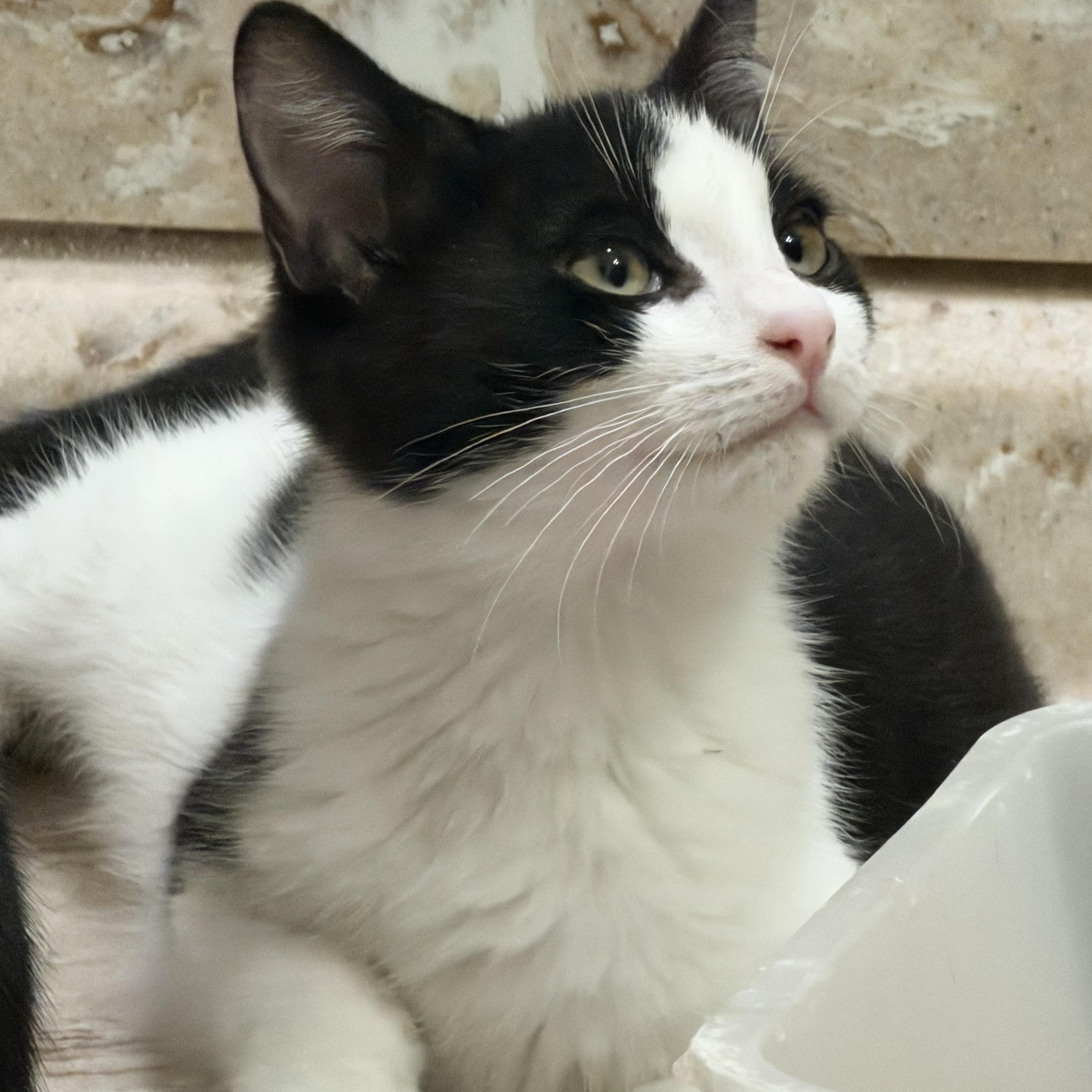 Quentin, adopted, Young Male Domestic Short Hair.