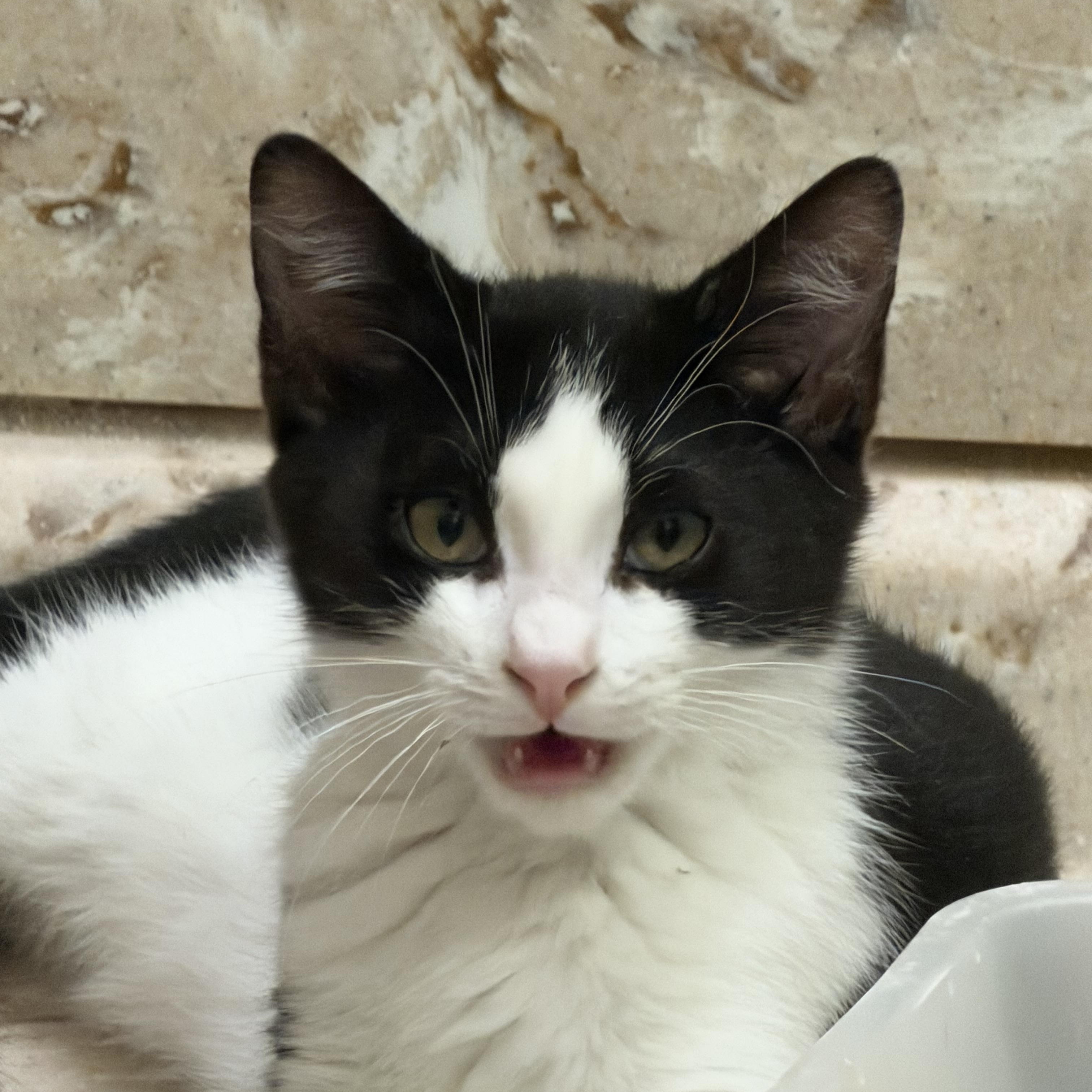 Enlarge Quentin, an adopted Domestic Short Hair in Salt Point, NY image 2/3