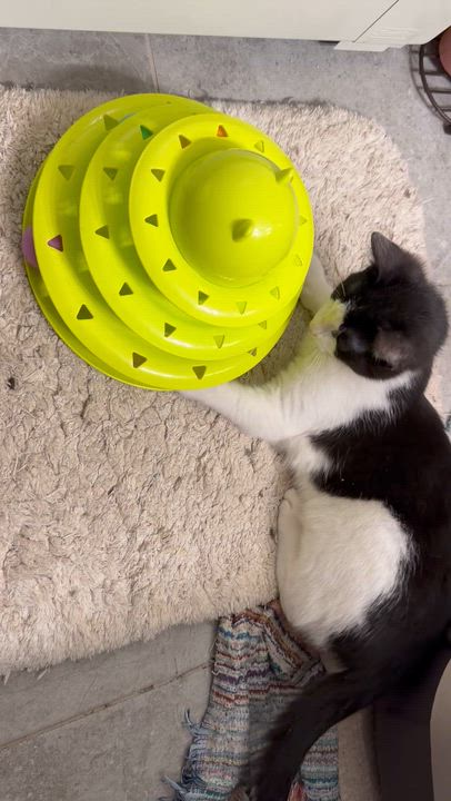 Enlarge Quentin, an adopted Domestic Short Hair in Salt Point, NY video 3/3