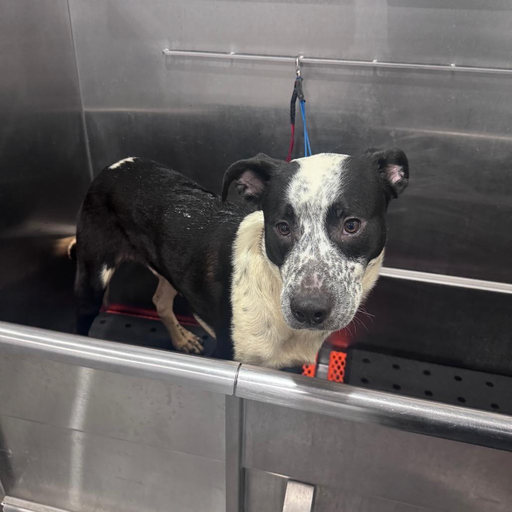 Chandler, Adoptable, Young Male Australian Cattle Dog / Blue Heeler & Mixed Breed.