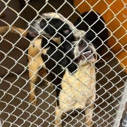 Enlarge Chandler, a Adoptable mixed breed in Fairmont, WV image 2/6