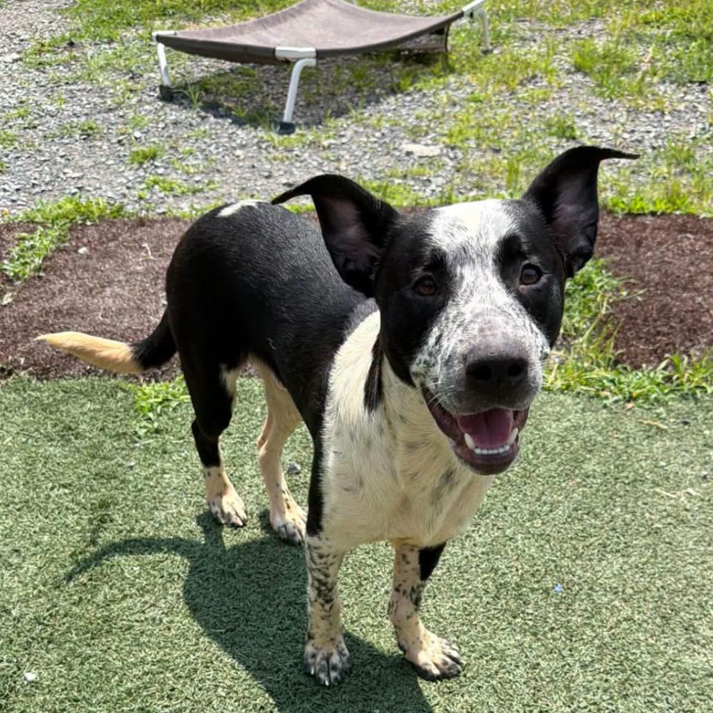 Enlarge Chandler, a Adoptable mixed breed in Fairmont, WV image 3/6