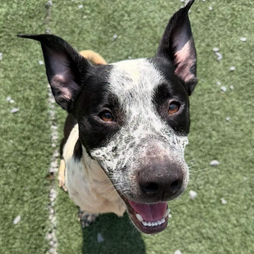 Enlarge Chandler, a Adoptable mixed breed in Fairmont, WV image 4/6