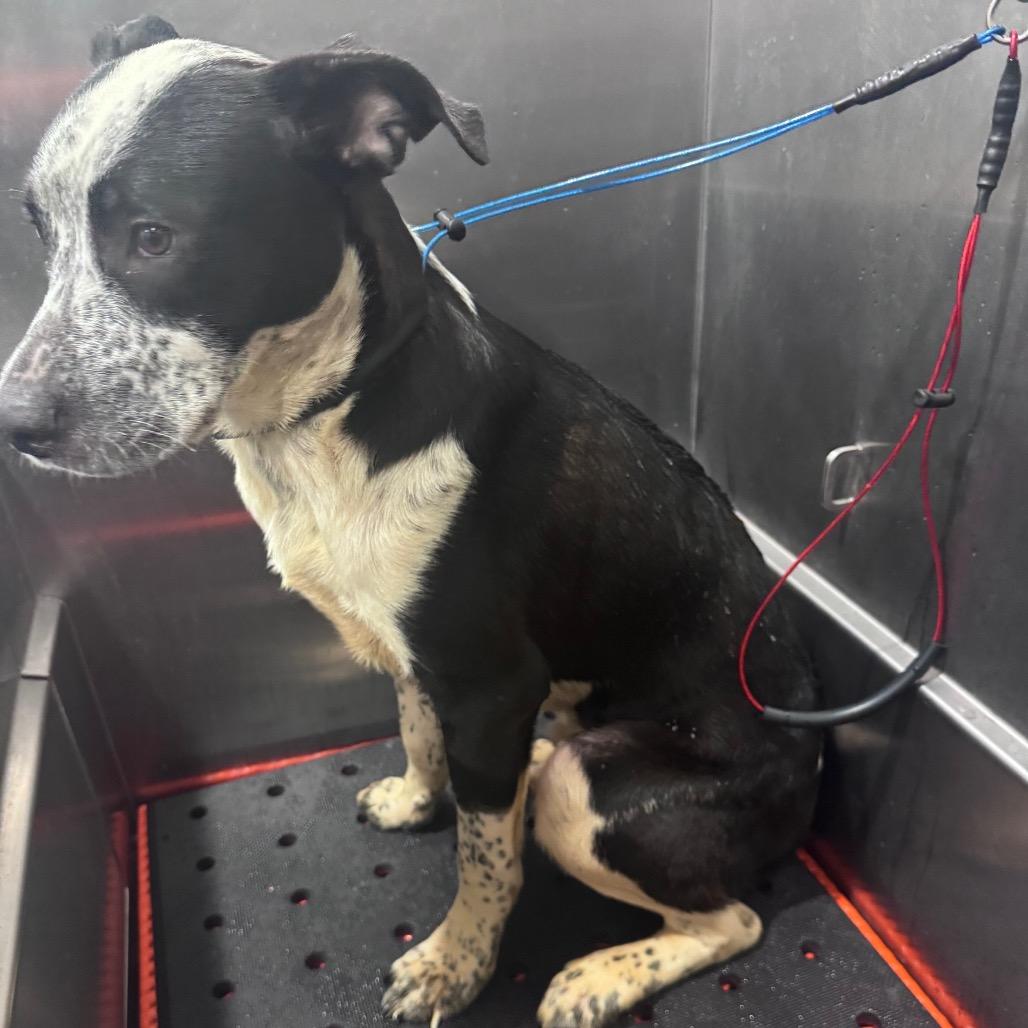 Enlarge Chandler, a Adoptable mixed breed in Fairmont, WV image 5/6