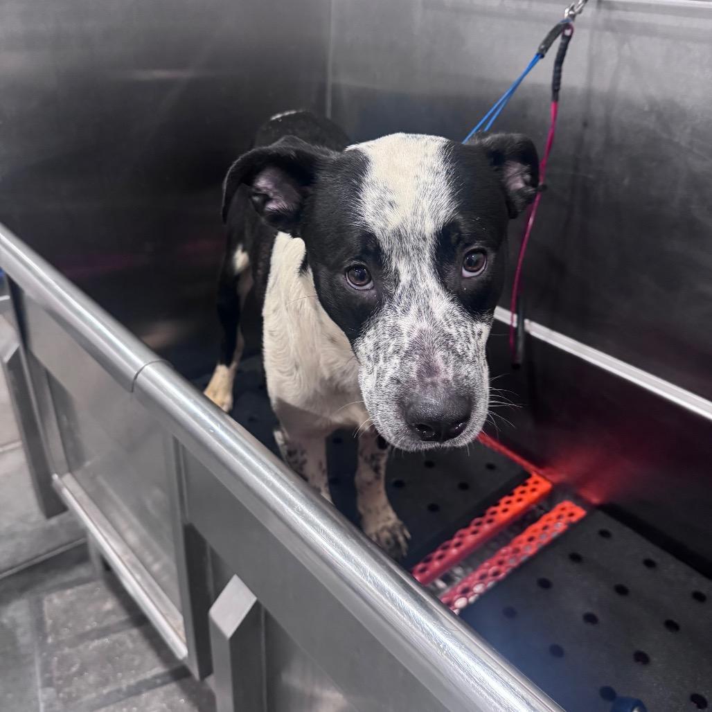 Enlarge Chandler, a Adoptable mixed breed in Fairmont, WV image 6/6
