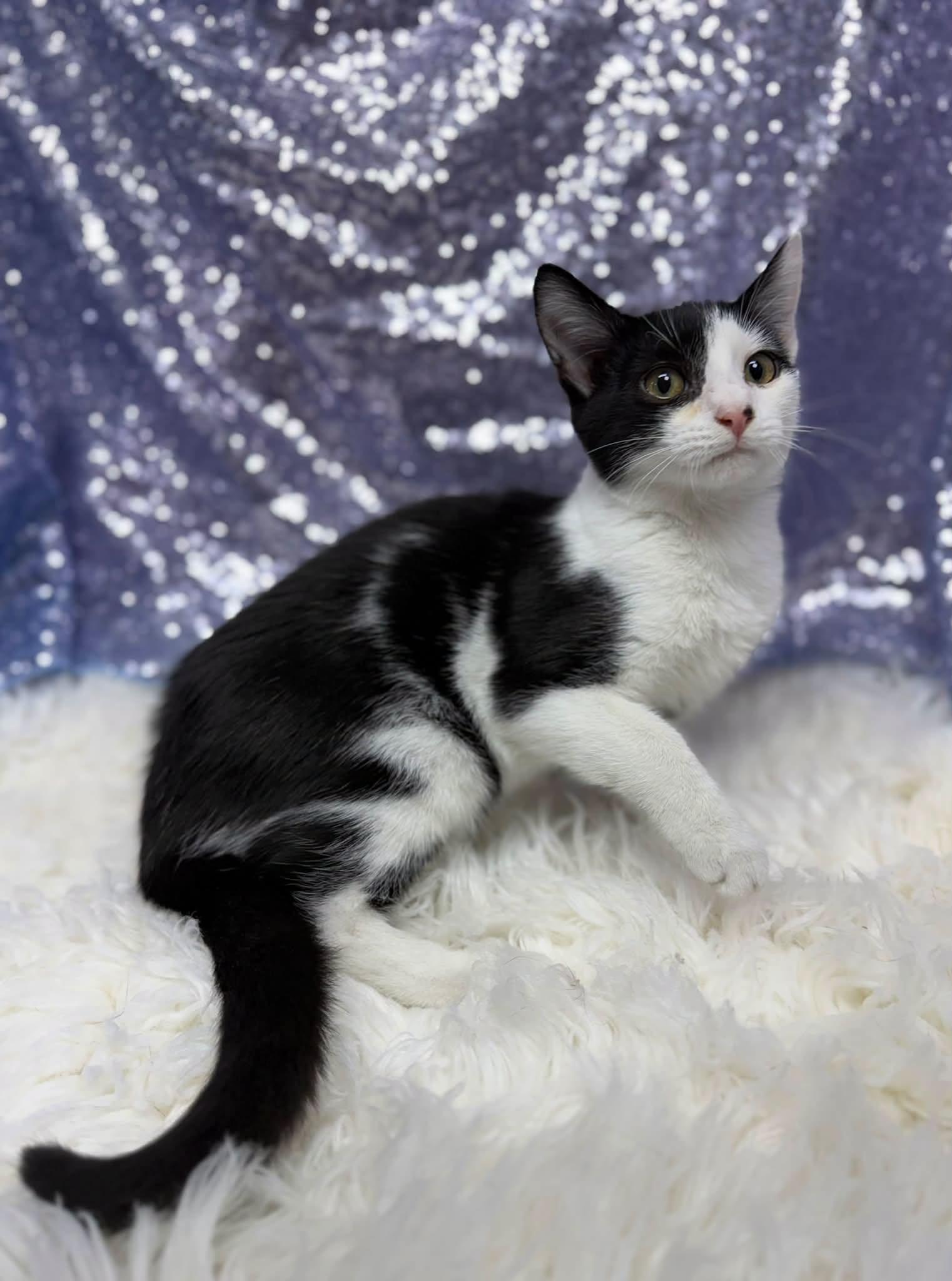 Kaci, Adopted, Young Male Domestic Short Hair.