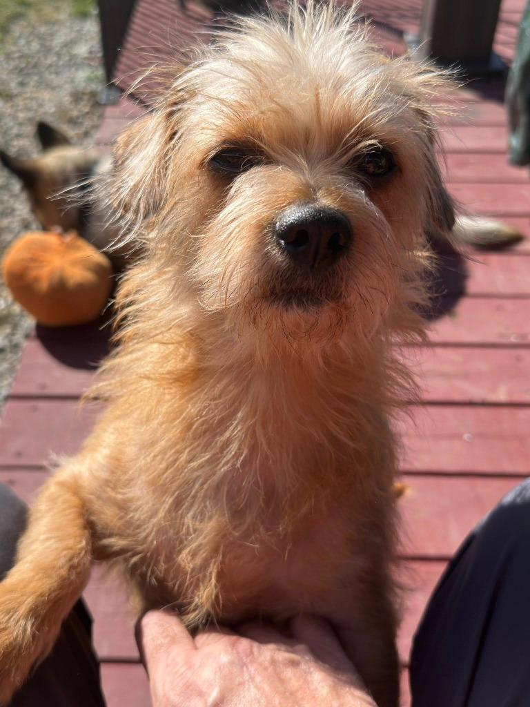 Enlarge Lottie, a Adoptable mixed breed in Kettering, OH image 1/3