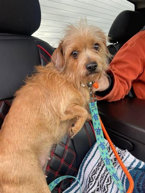 Enlarge Lottie, a Adoptable mixed breed in Kettering, OH image 2/3