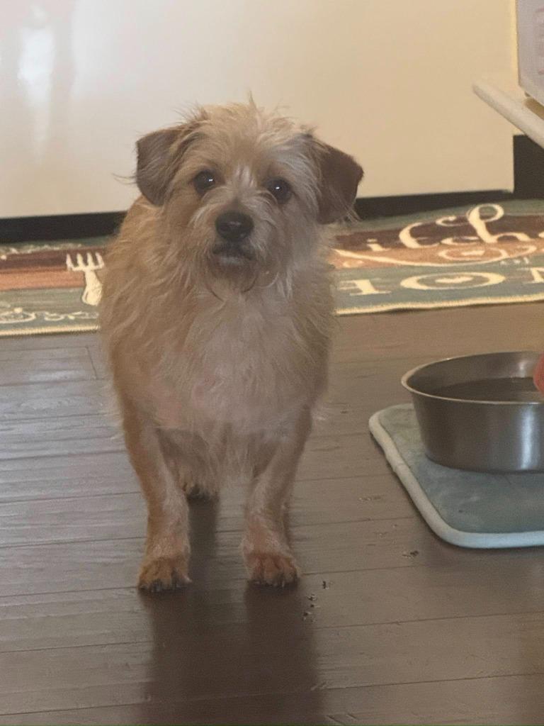 Enlarge Lottie, a Adoptable mixed breed in Kettering, OH image 3/3