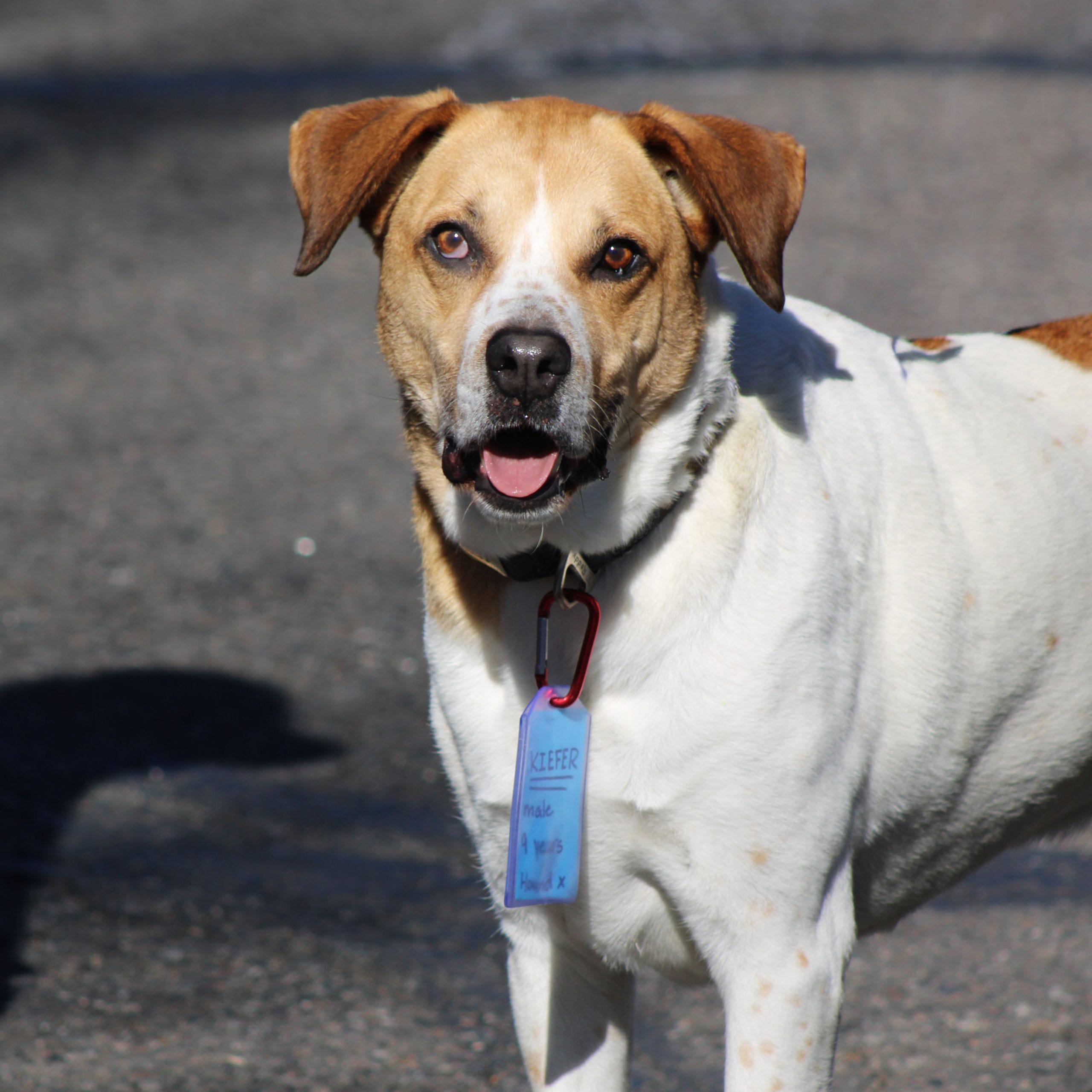 Enlarge Kiefer, a Adoptable mixed breed in Grand Junction, CO image 6/6
