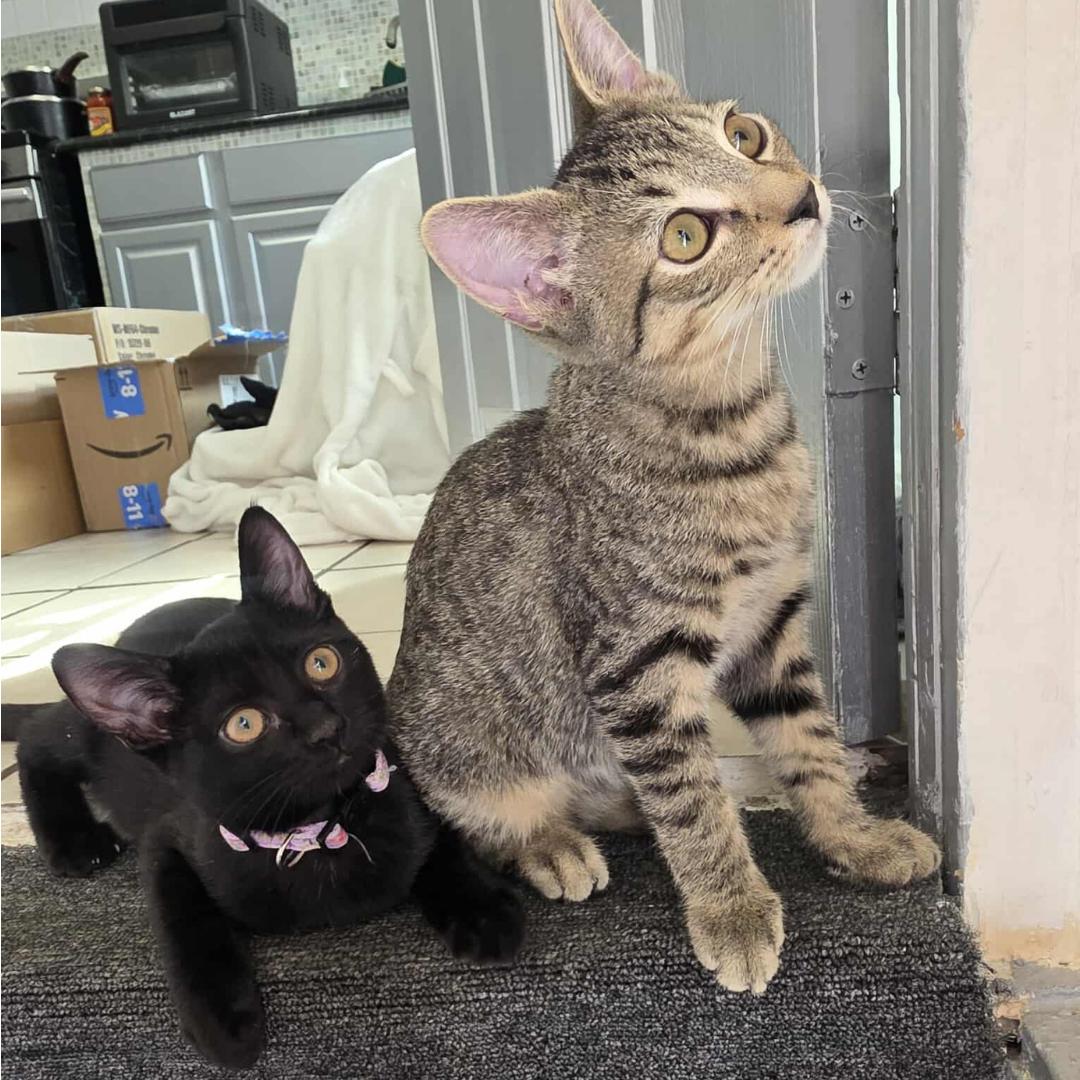 Star Lord & Celeste - Bonded Pair, Baby Female unknown