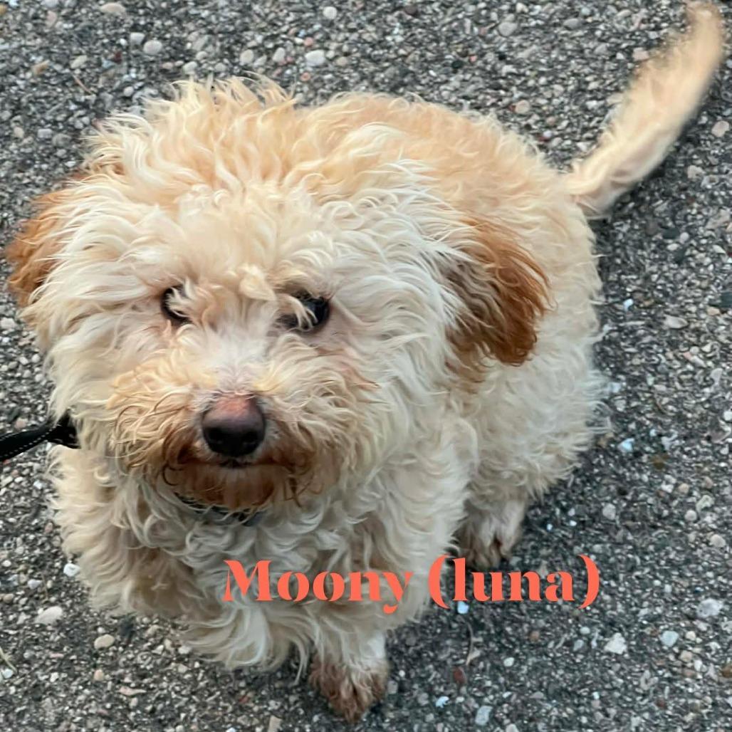 Moony, Adoptable, Young Female Poodle & Shih Tzu.