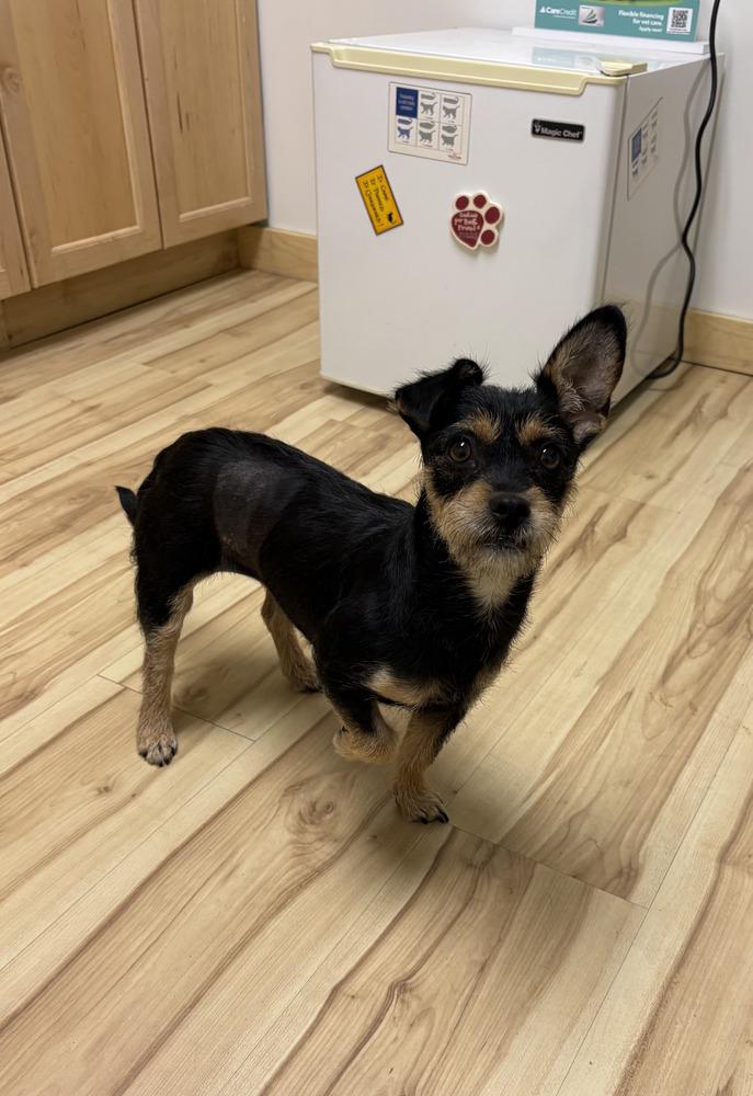 MiMi, a Adoptable mixed breed in Cortez, CO image 1/5