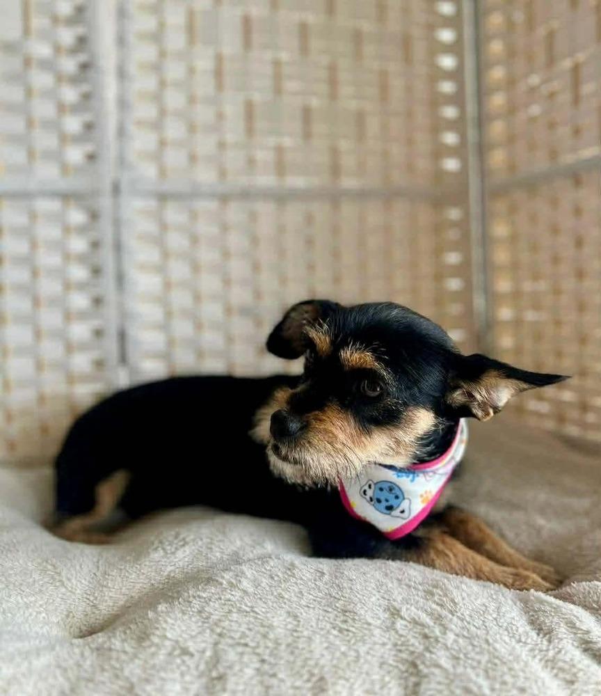 MiMi, a Adoptable mixed breed in Cortez, CO image 2/5