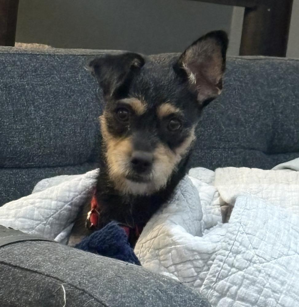 MiMi, a Adoptable mixed breed in Cortez, CO image 3/5
