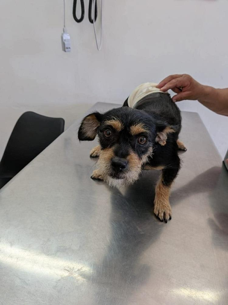 MiMi, a Adoptable mixed breed in Cortez, CO image 5/5