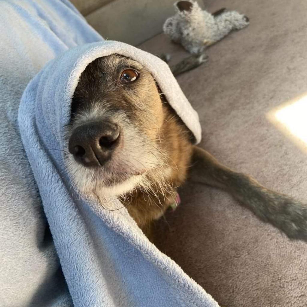 Jordan, Adoptable, Senior Female Shepherd.