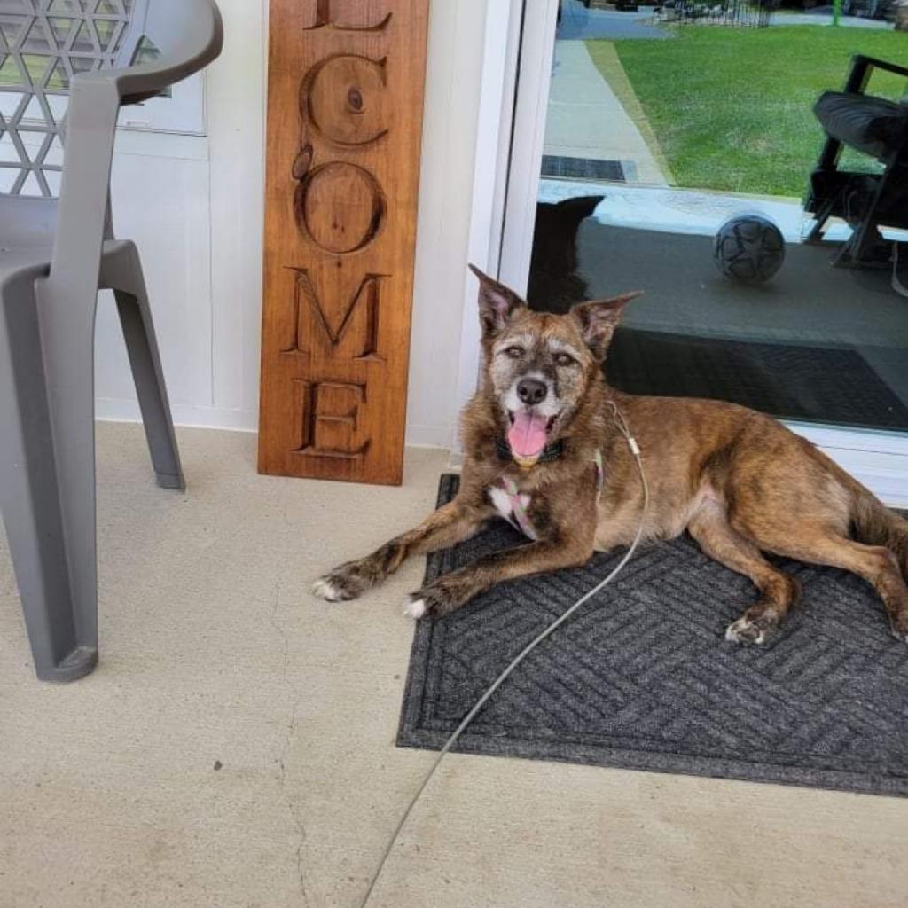 Enlarge Jordan, a Adoptable Shepherd in Irwin, PA image 3/4