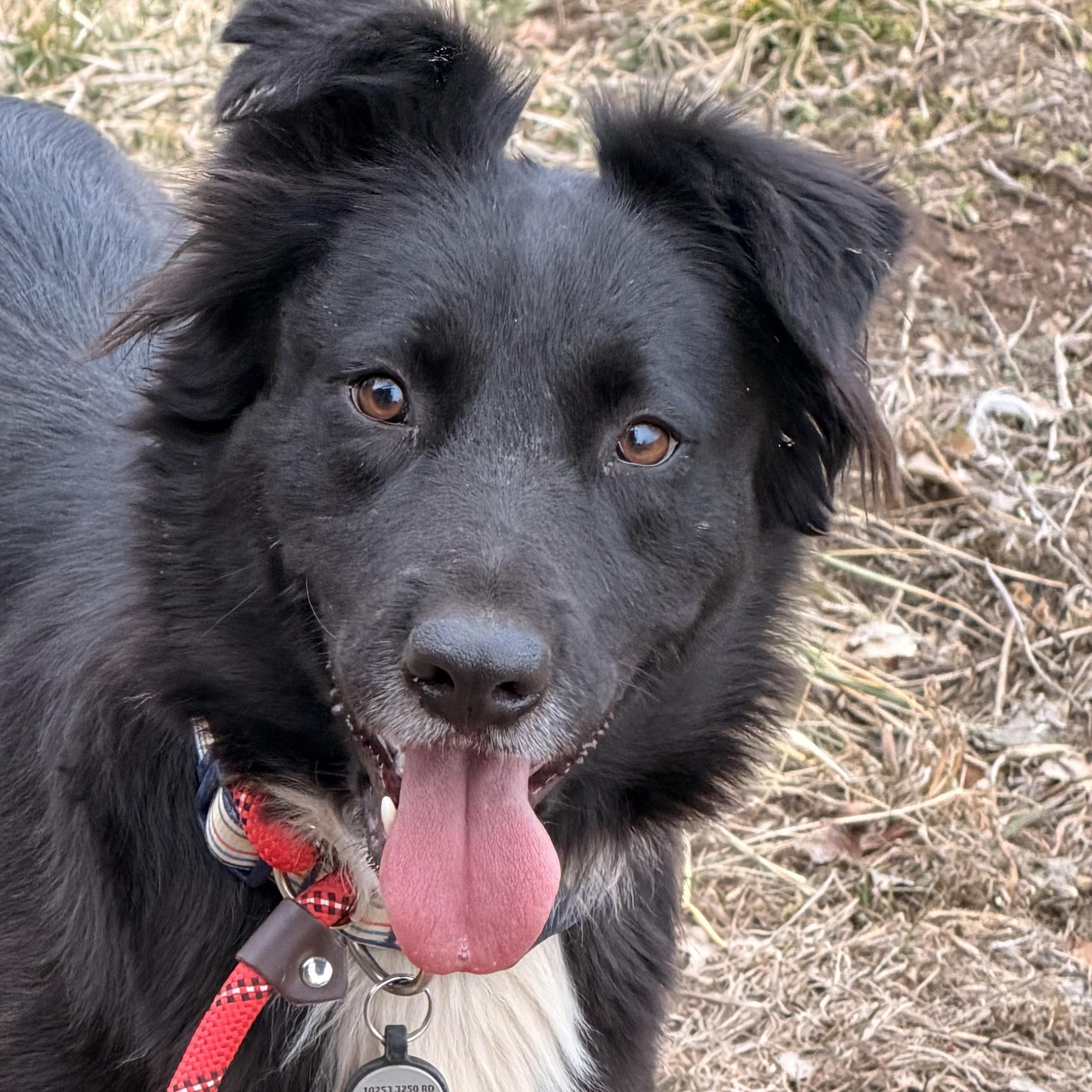 Millie, ADOPTABLE, Young Female Border Collie.