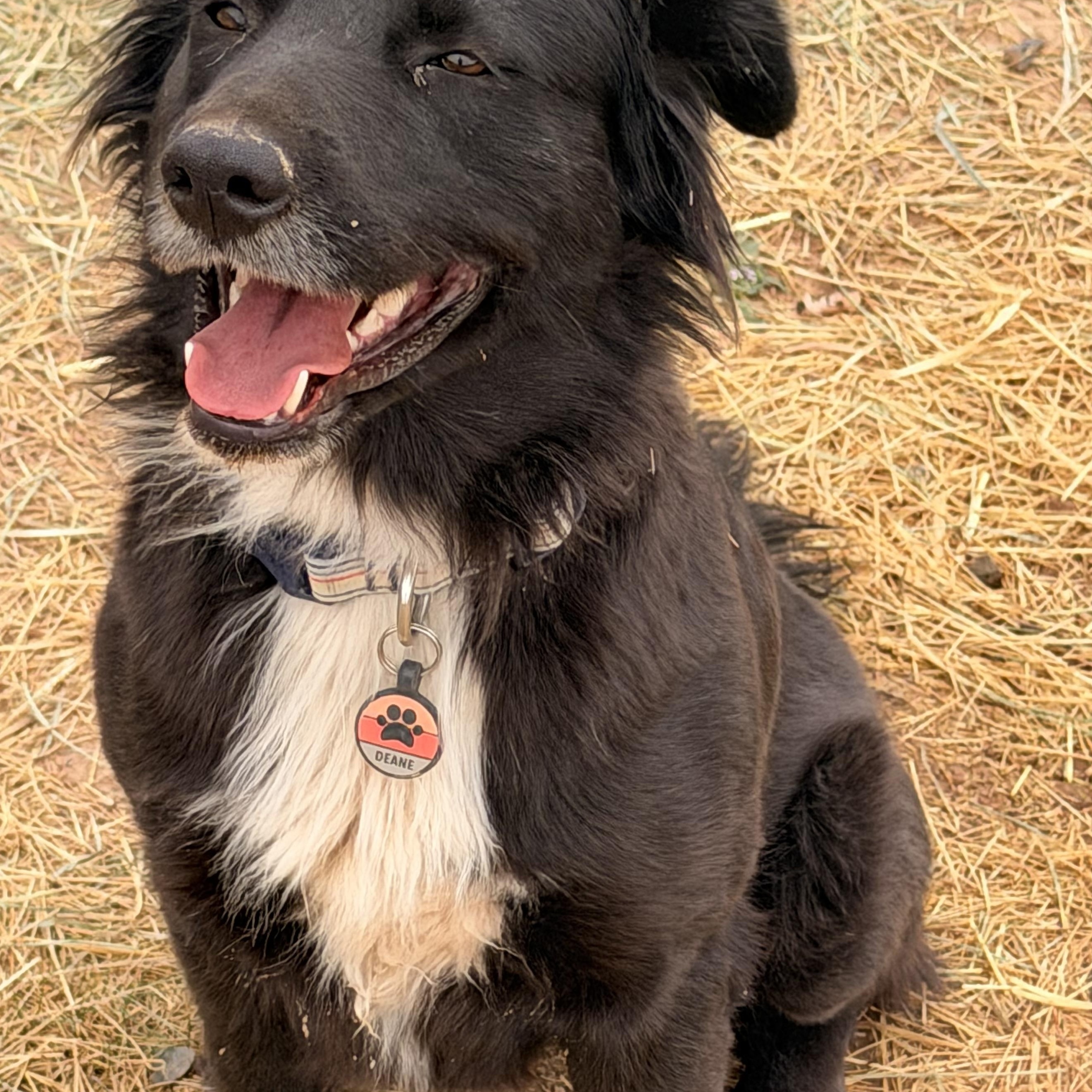 Enlarge Millie, a ADOPTABLE mixed breed in Hotchkiss, CO image 2/4