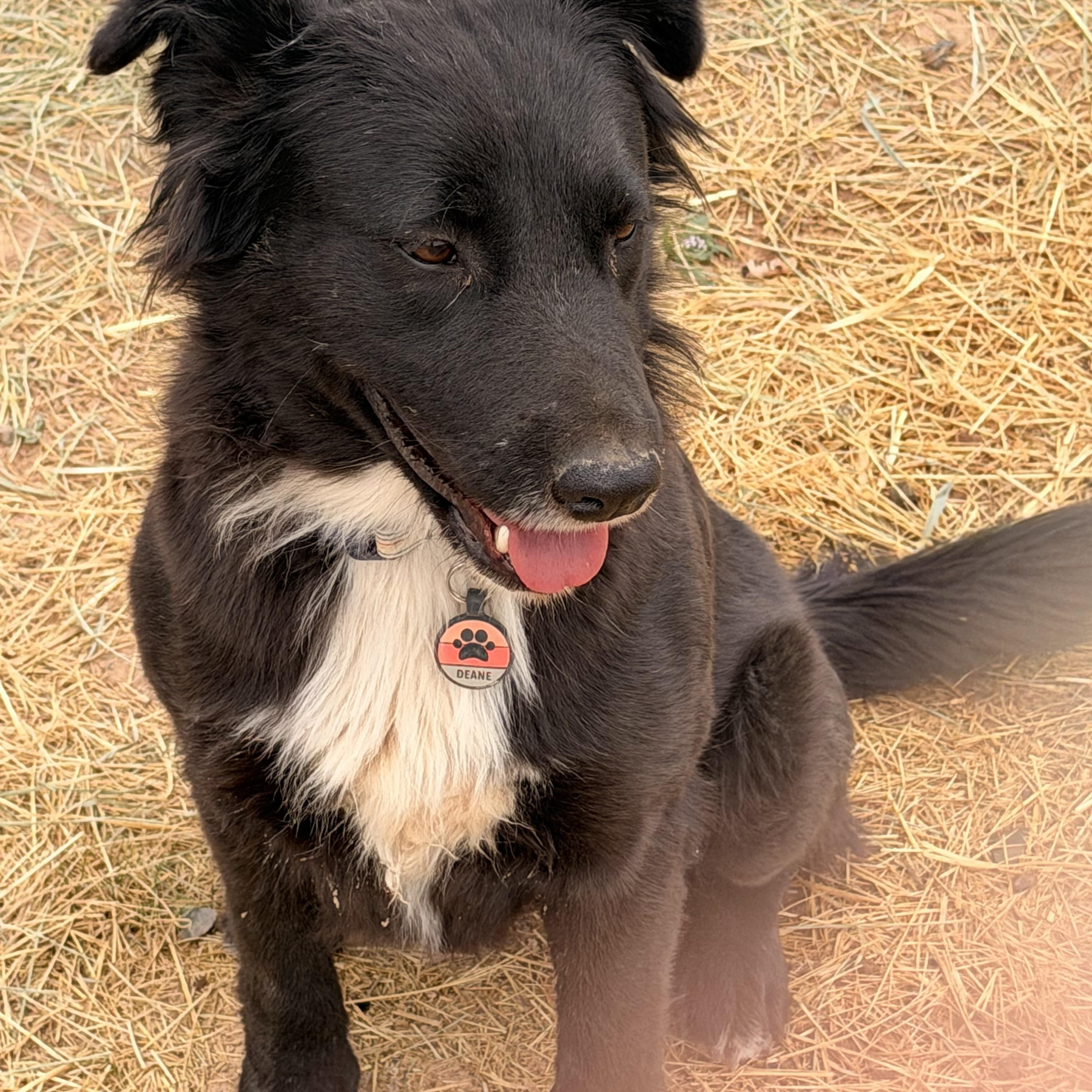 Enlarge Millie, a ADOPTABLE mixed breed in Hotchkiss, CO image 4/4