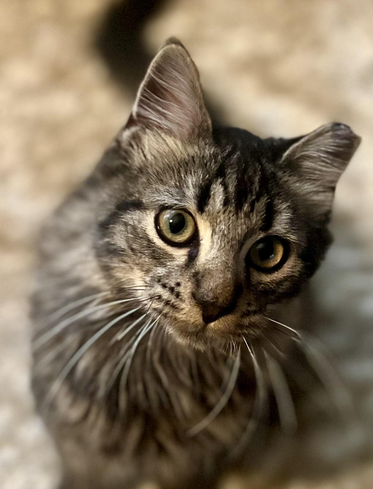 Sampson, an adopted mixed breed in Warwick, RI image 5/5